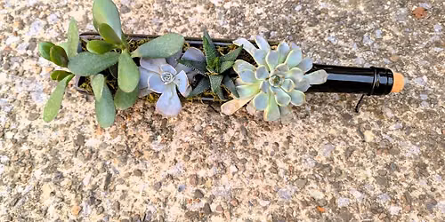 Sip and Sprout: Succulent Garden Workshop at Davenport Cidery & Winery