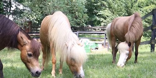 18+ Memory Cafe: Meet Miniature Therapy Horses!