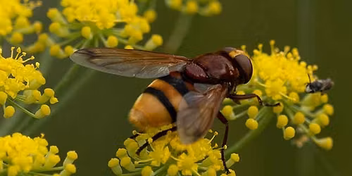 Next Steps in Gardening for Wildlife