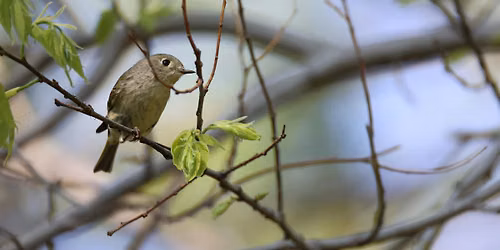 Sunset Bird Walk