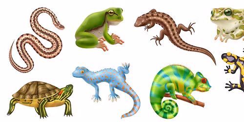 Reptile Themed Meetup