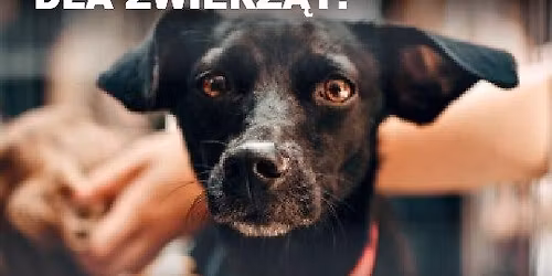 ZBI\u00d3RKA DLA ZWIERZ\u0104T