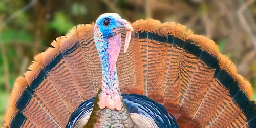 Turkey Day Tune-Up