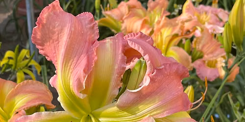 \u201cOnce Upon a Bloom\u201d Annual Daylily Show