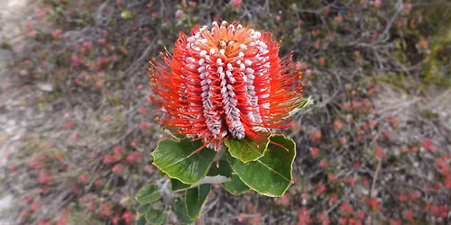 VORTRAG Flora Australis