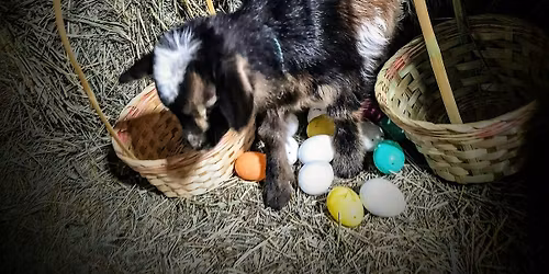 Barnyard Easter Egg Hunt with Baby Goats (Baskets included!)