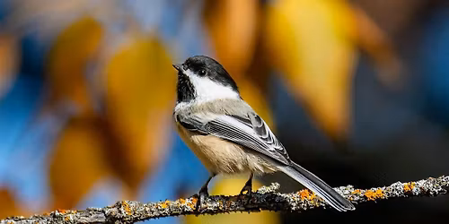 Free One-Hour Birding Walk + Volunteer Open House