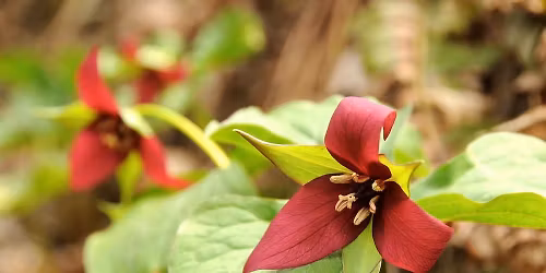 Spring Wildflower Walk