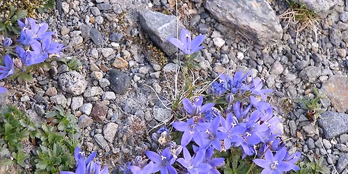 OPAS Program: \u201cPlant Life of the Olympic Peninsula\u2014The Beautiful and the Strange\u201d