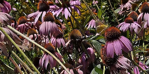 Fall Wildflowers of the NC Arboretum