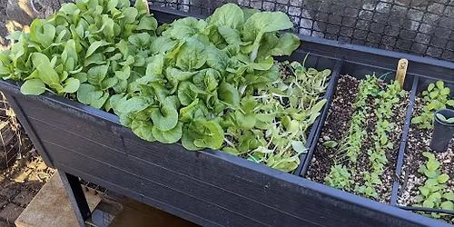 Beginning Container Gardening Workshop