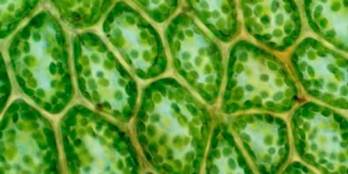 HOMESCHOOL: EVOLUTION LAB