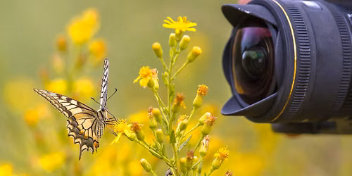 Photography Workshop: Beautiful Butterflies