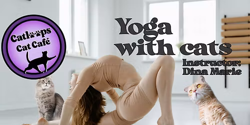 Yoga with Cats! At Catloops Cat Cafe
