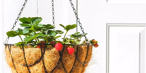 Beautiful Balcony Baskets at Alexandra Park