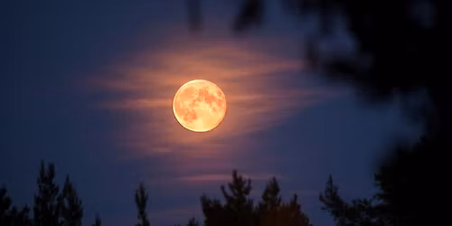 Moonful Forest Bathing