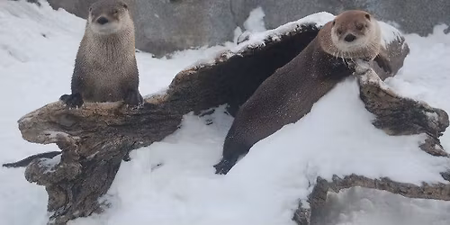 Wild Winterland Day at the Washington Park Zoo 
