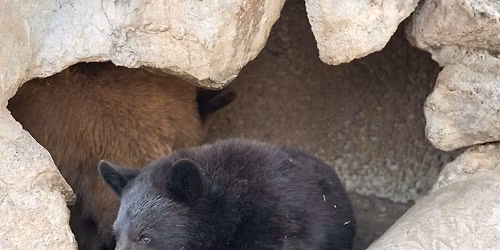 Going Within - Bear Denning in the Salt Cave