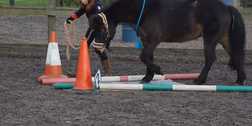 Horse agility and in-hand training