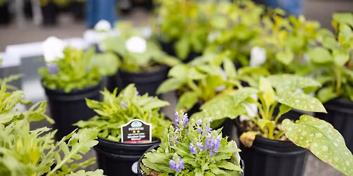 2026 Bloom & Groom Plant Sale