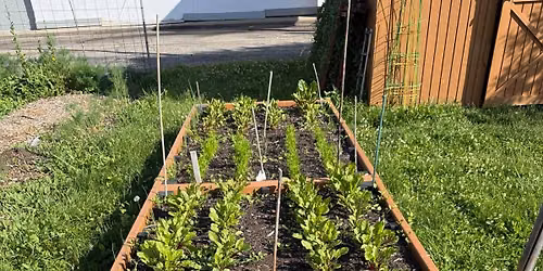 Garden with your neighbors in Dayton