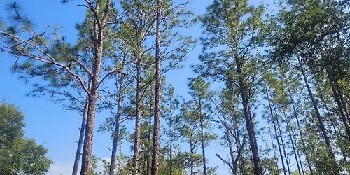 Alachua County Forever 25th Anniversary Hike at Watermelon Pond Preserve