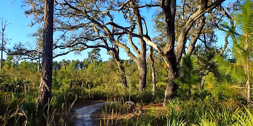 Hump Day Hike in Jay B Starkey Wilderness Park