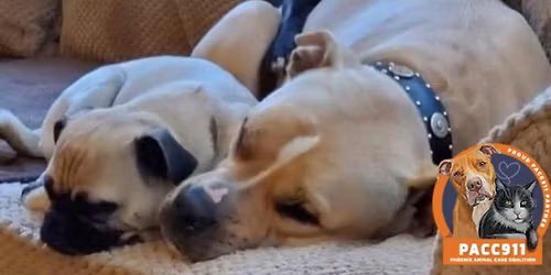 Petsmart Adoption Event