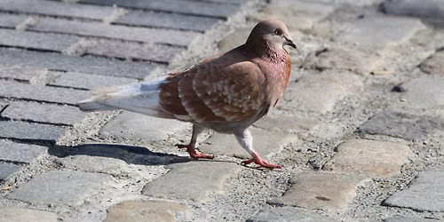 Pretty Pigeon Day!