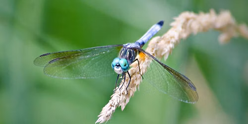 Dragonfly Walk