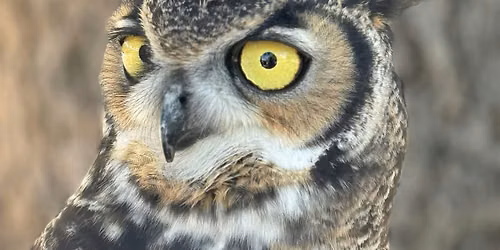Birds, Botany, and the Creek: A Fun-draiser for Nature!