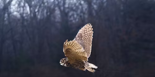 Great horned Owl release