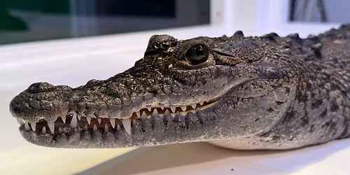 \ud83d\udc0aNational World Croc Day\ud83d\udc0a