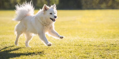 Valp- Junior og Veteranshow Gudbrandsdal Hundeklubb