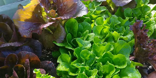 Growing Food in Small Spaces with France Benoit