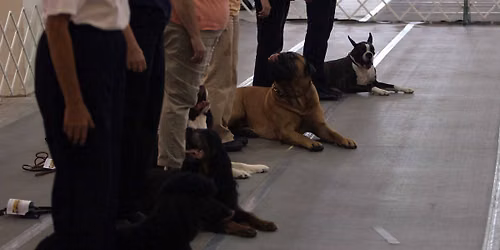 Novice Night AKC Obedience Trial