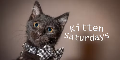 Kitten Saturdays