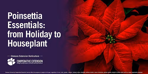 Poinsettia Essentials: from Holiday to Houseplant