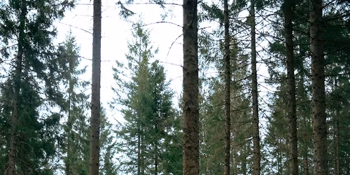 Martin Kohlstedt [de] | Kammgarn SH