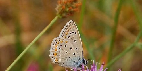 Fliegende Juwelen im Naturschutzgebiet Tennenloher Forst