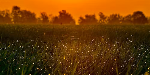 A Frolic with Fireflies