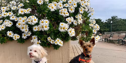 Refined Canines in the REAL WORLD - Orange CT