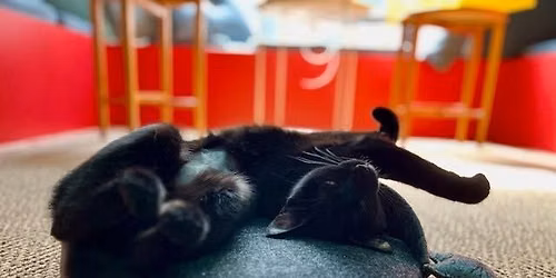 Meowfullness - meditation with cats