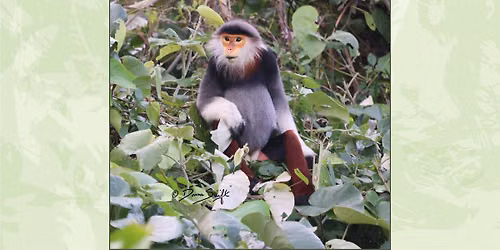 Richmond Library - Saving the Endangered Wildlife of Vietnam 