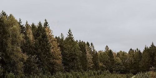 Christmas Tree Farm Mini Sessions \ud83c\udf84