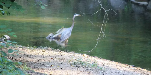 July Edition: Words from Birds