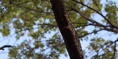 Hoo Hoo Are You? Owl Program & Night Hike \ud83e\udd89 