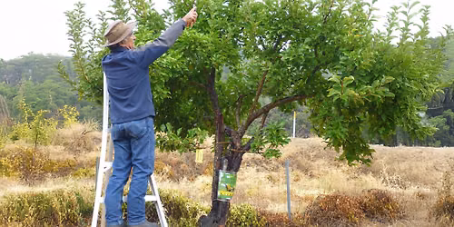 Plant Talk: Tree Pruning