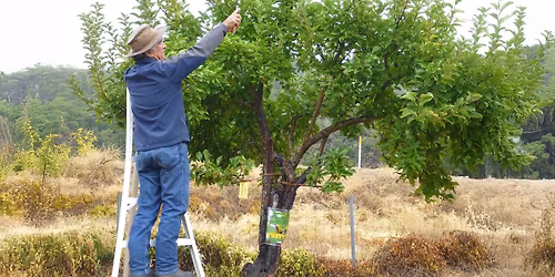 Plant Talk: Tree Pruning