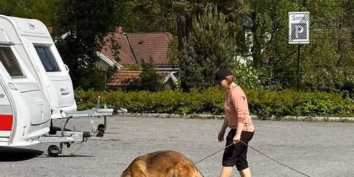 2Dogs- spor \/\/ nybegynner